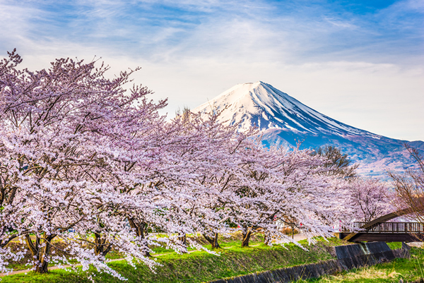 Ciliegi in fiore - Giappone